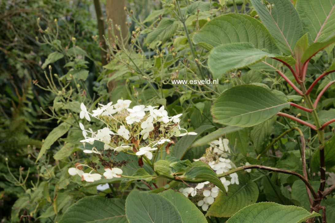Hydrangea 'Nepal Beauty'