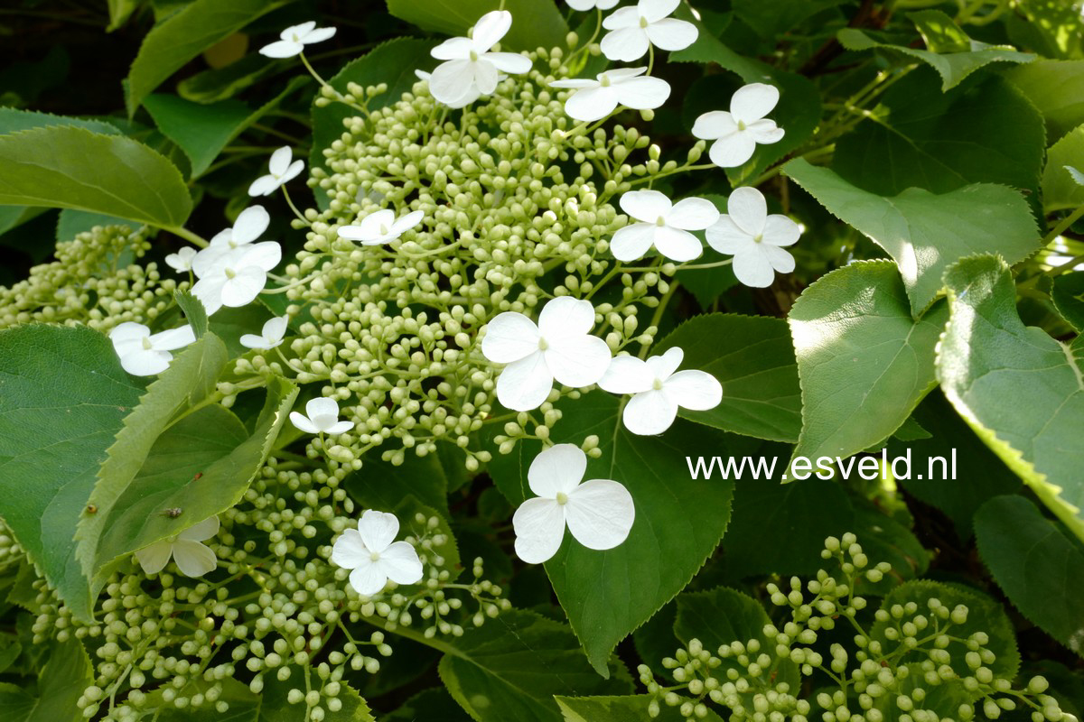 Hydrangea anomala 'Mirranda'