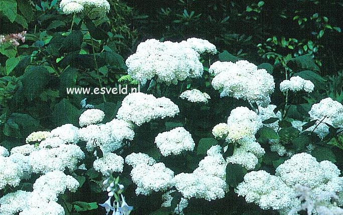 Hydrangea arborescens 'Sterilis'