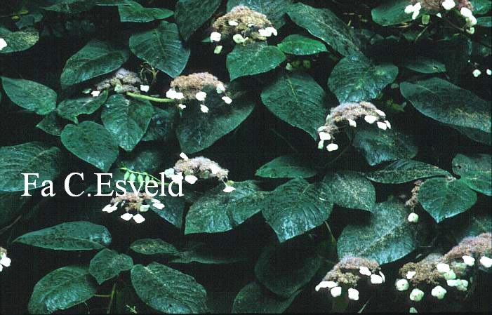 Hydrangea aspera 'Bellevue'