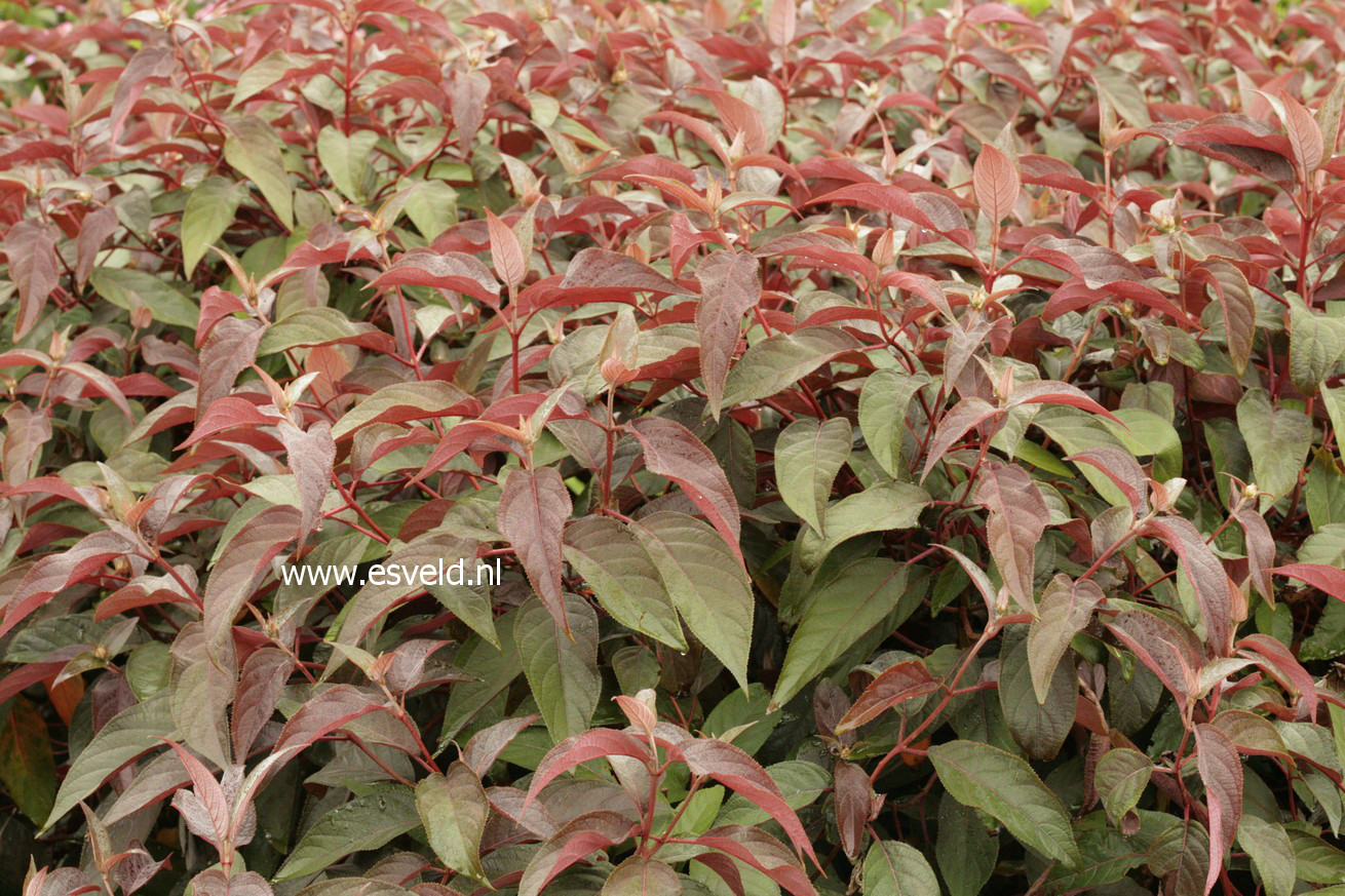 Hydrangea aspera 'Haopr012' (HOT CHOCOLATE)