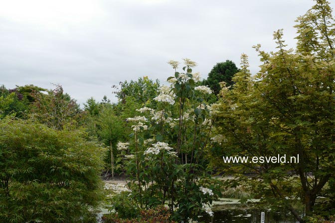 Hydrangea heteromalla 'Kalmthout'