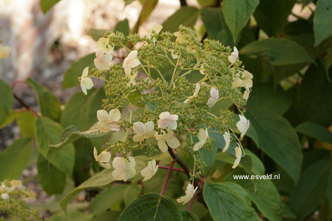 Hydrangea heteromalla 'Long White'