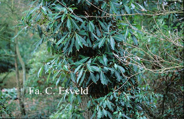 Hydrangea integrifolia