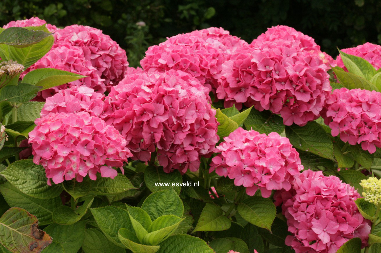 Hydrangea macrophylla 'Ami Pasquier'