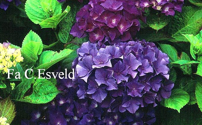 Hydrangea macrophylla 'Armand Draps'