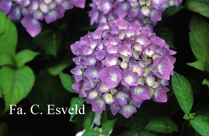 Hydrangea macrophylla 'Bela'