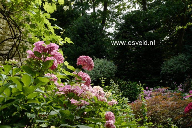 Hydrangea macrophylla 'Frau Katsuko' (LADY KATSUKO)