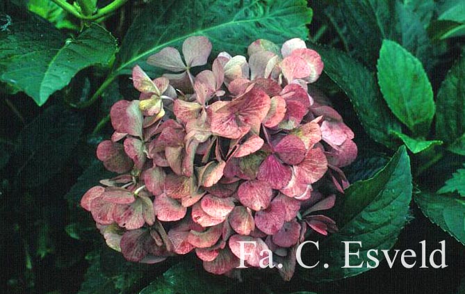 Hydrangea macrophylla 'Freudenstein'