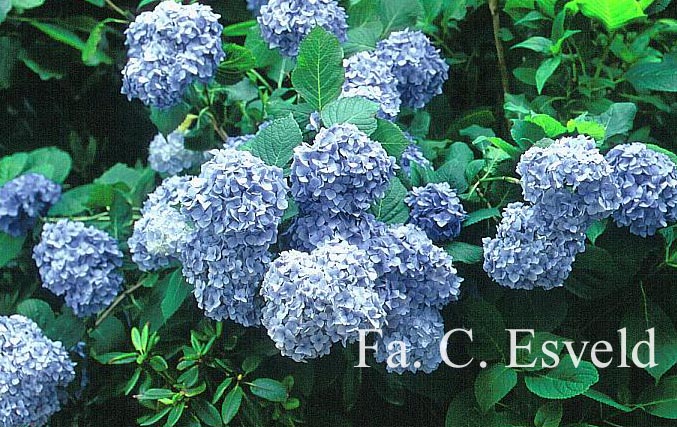 Hydrangea macrophylla 'Generale Vicomtesse de Vibraye'