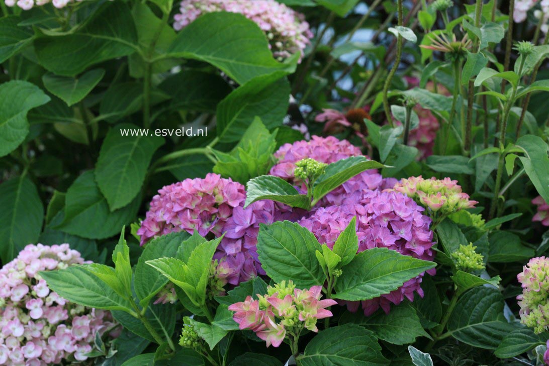 Hydrangea macrophylla 'Hobergine' (HOVARIA)