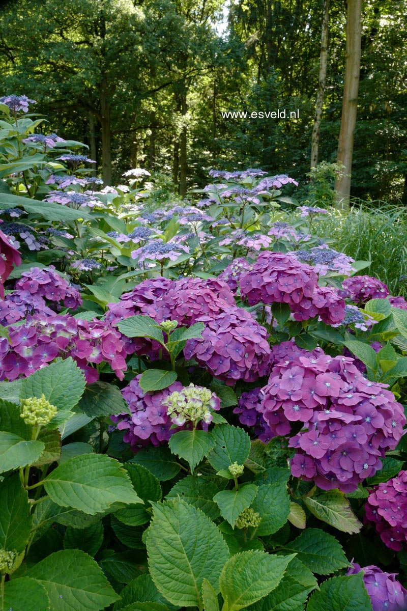 Hydrangea macrophylla 'Holehird Purple'