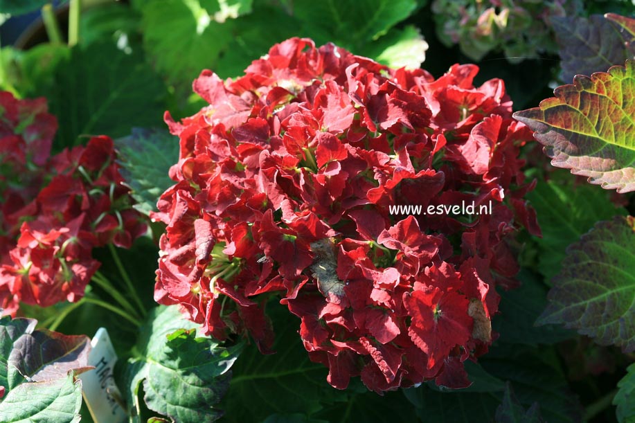 Hydrangea macrophylla 'Hortmaja' (MAGICAL JADE)