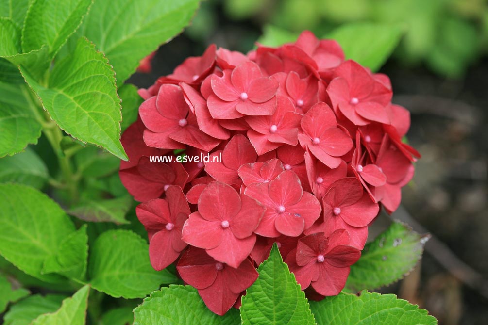 Hydrangea macrophylla 'Hot Red'