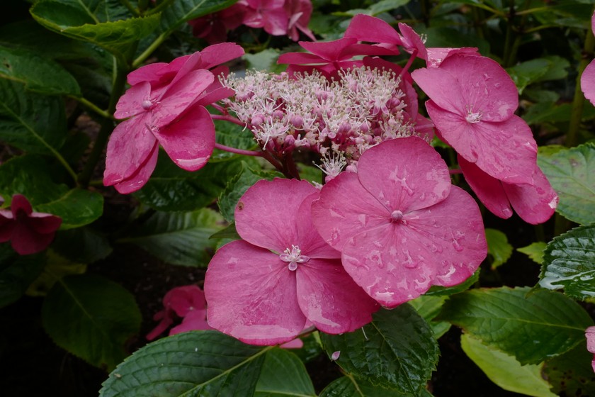 Hydrangea macrophylla 'Kardinal'