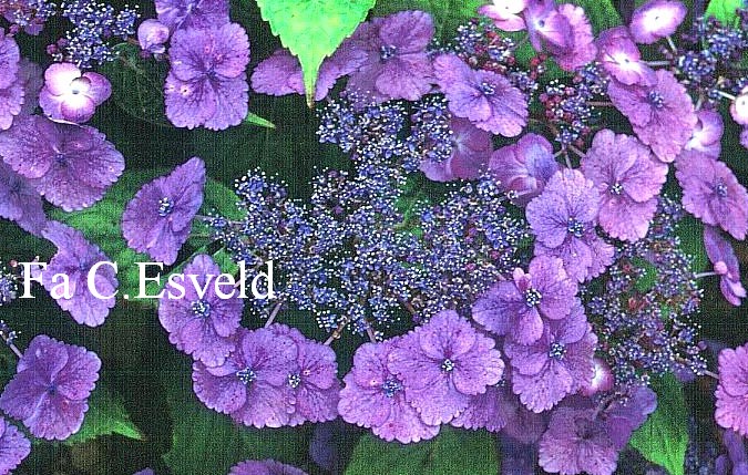 Hydrangea macrophylla 'Klaveren'
