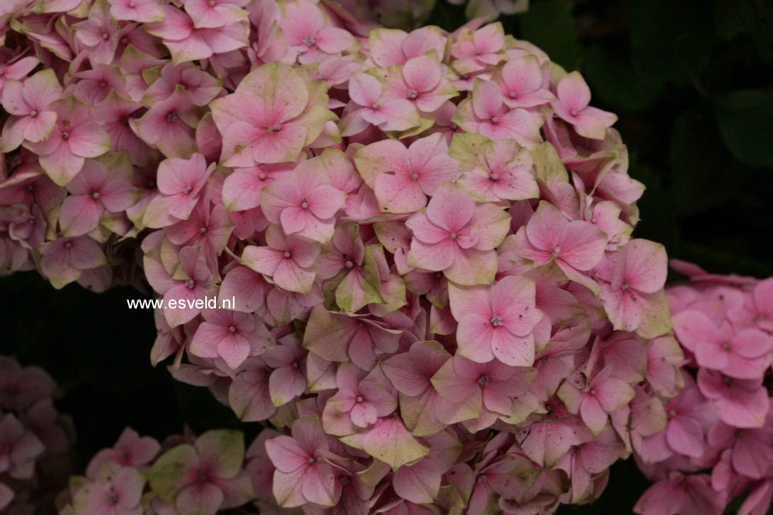 Hydrangea macrophylla 'Kluis Superba'