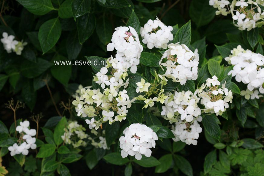 Hydrangea macrophylla 'Lanarth White'