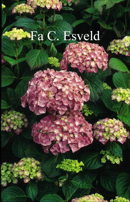 Hydrangea macrophylla 'Marechal Foch'