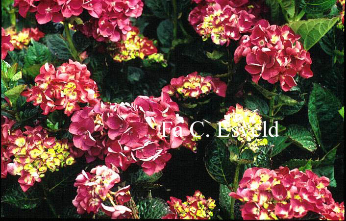 Hydrangea macrophylla 'Merveille Sanguine'