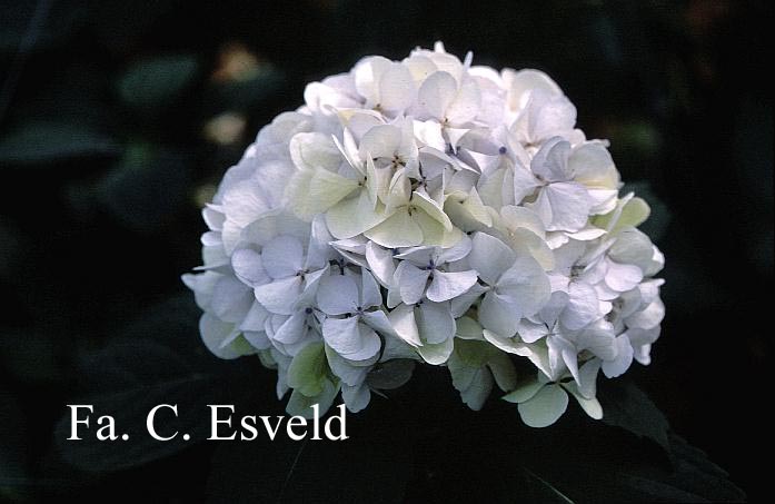 Hydrangea macrophylla 'Mme. E. Mouillere'