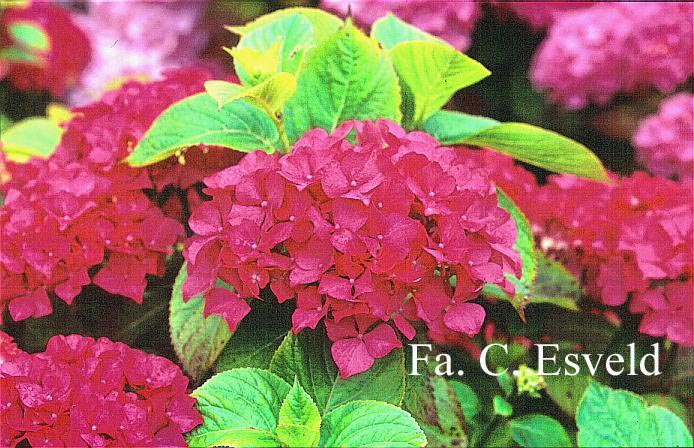 Hydrangea macrophylla 'Mme. G.J. Bier'
