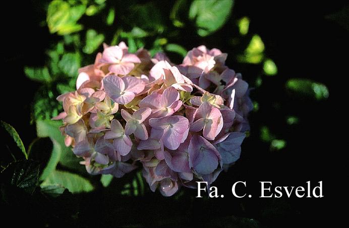 Hydrangea macrophylla 'Otaksa'