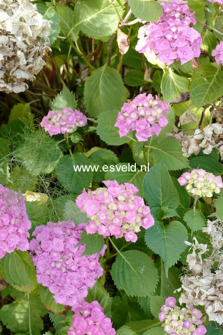 Hydrangea macrophylla 'Paris'