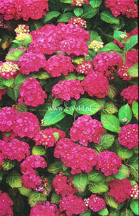 Hydrangea macrophylla 'Parzifal'