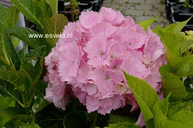 Hydrangea macrophylla 'Rambo' (MAGICAL TOPAZ)