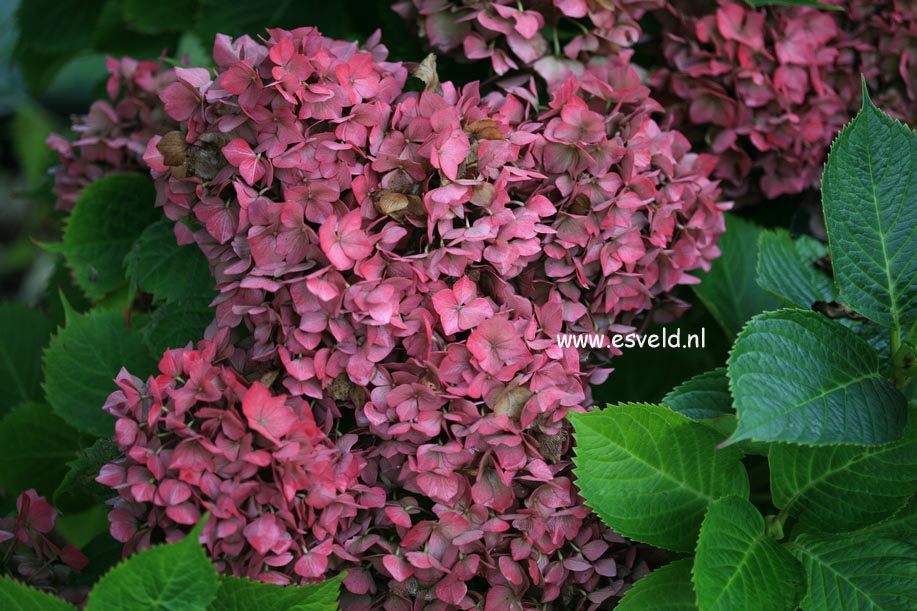 Hydrangea macrophylla 'Rheinland'