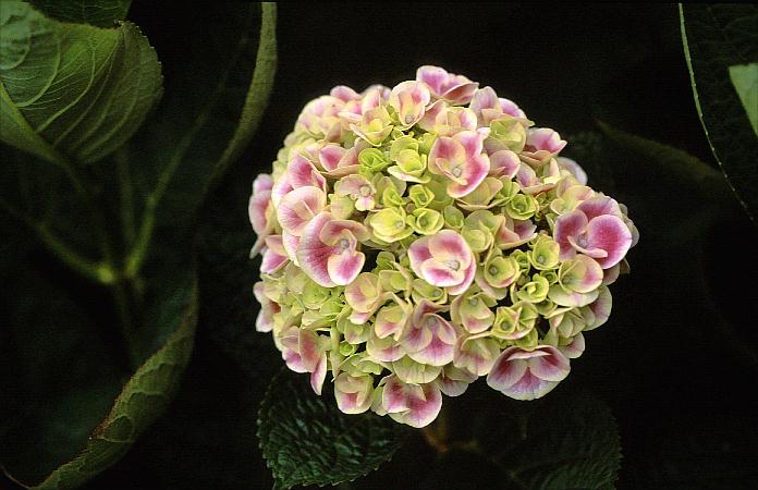 Hydrangea macrophylla 'Sensation 75' (syn. 'Harlequin')