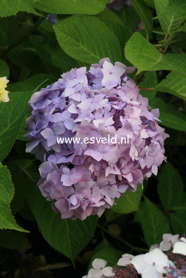 Hydrangea macrophylla 'Shin-ozaki'