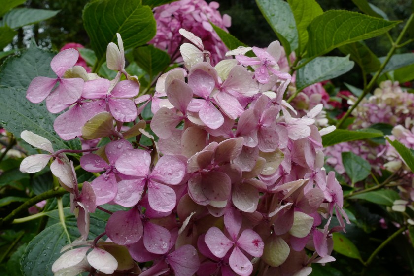 Hydrangea macrophylla 'Thelenn'