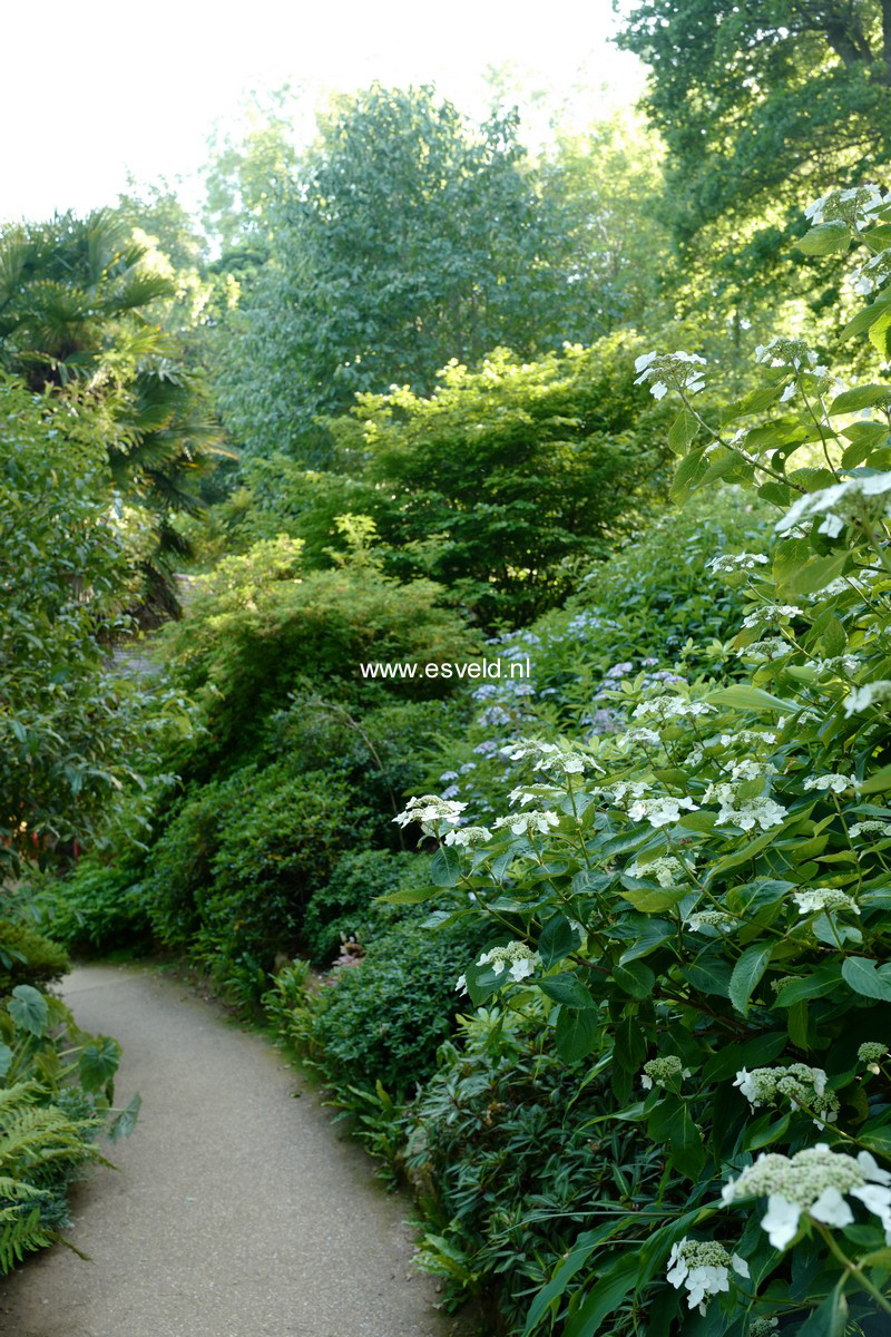 Hydrangea macrophylla 'Tokyo's Delight'