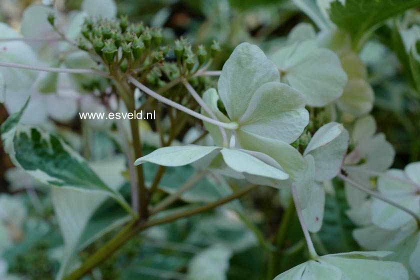 Hydrangea macrophylla 'Tricolor'
