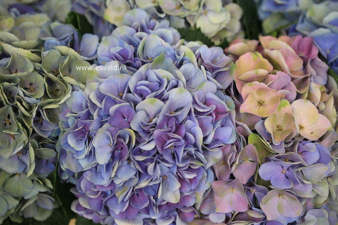 Hydrangea macrophylla 'Xian' (MAGICAL OPAL)