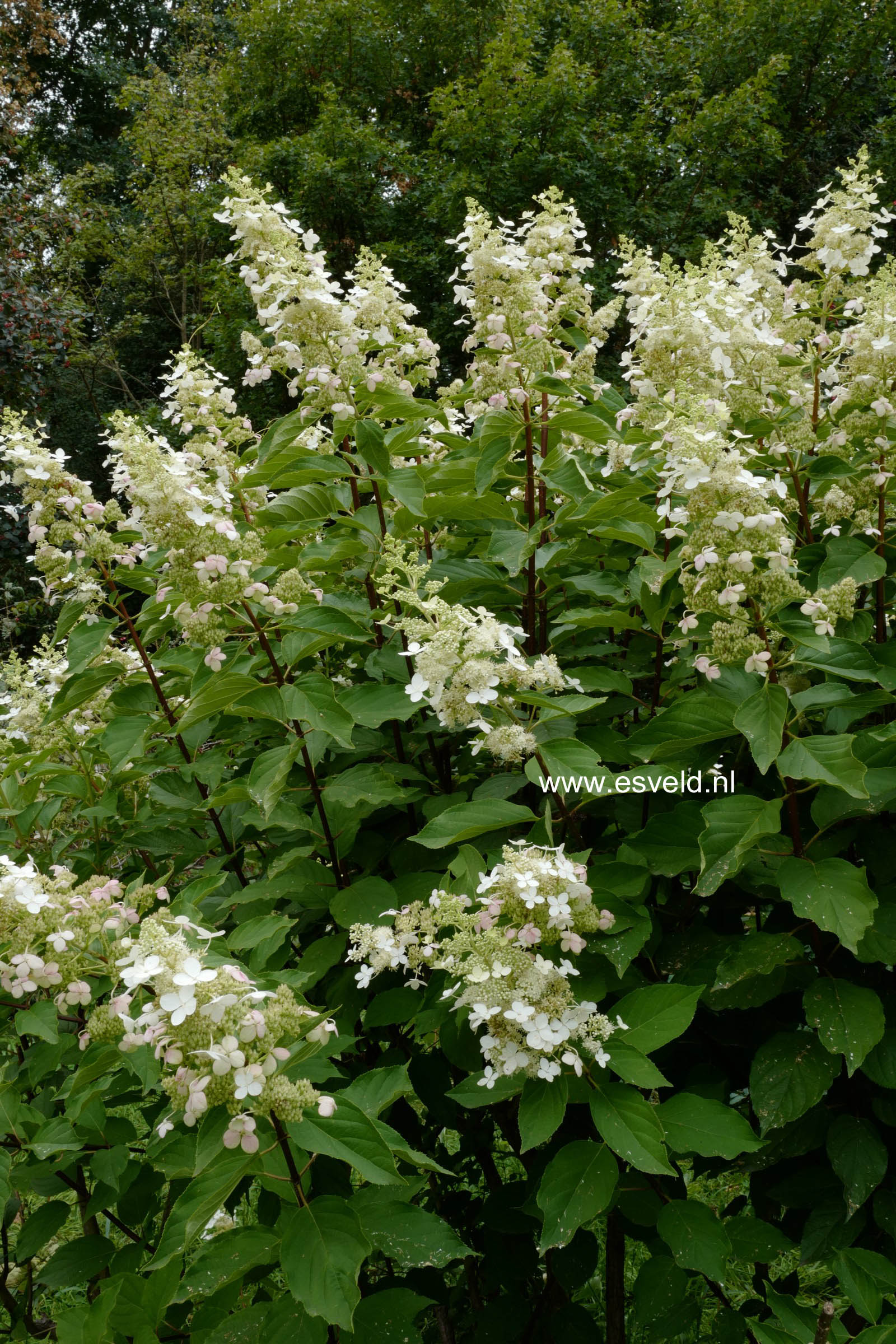 Hydrangea paniculata 'Big Ben'