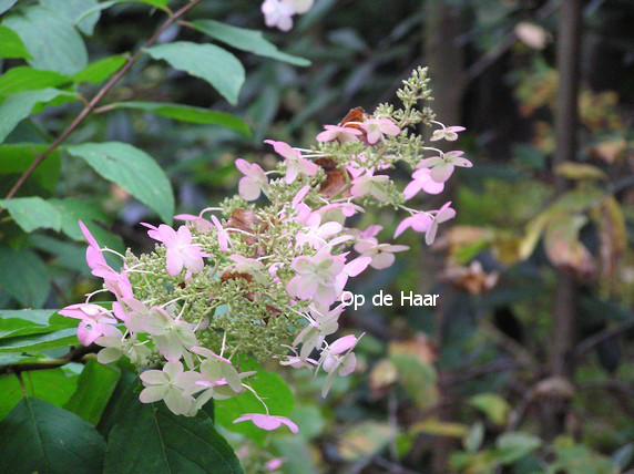 Hydrangea paniculata 'Burgundy Lace'