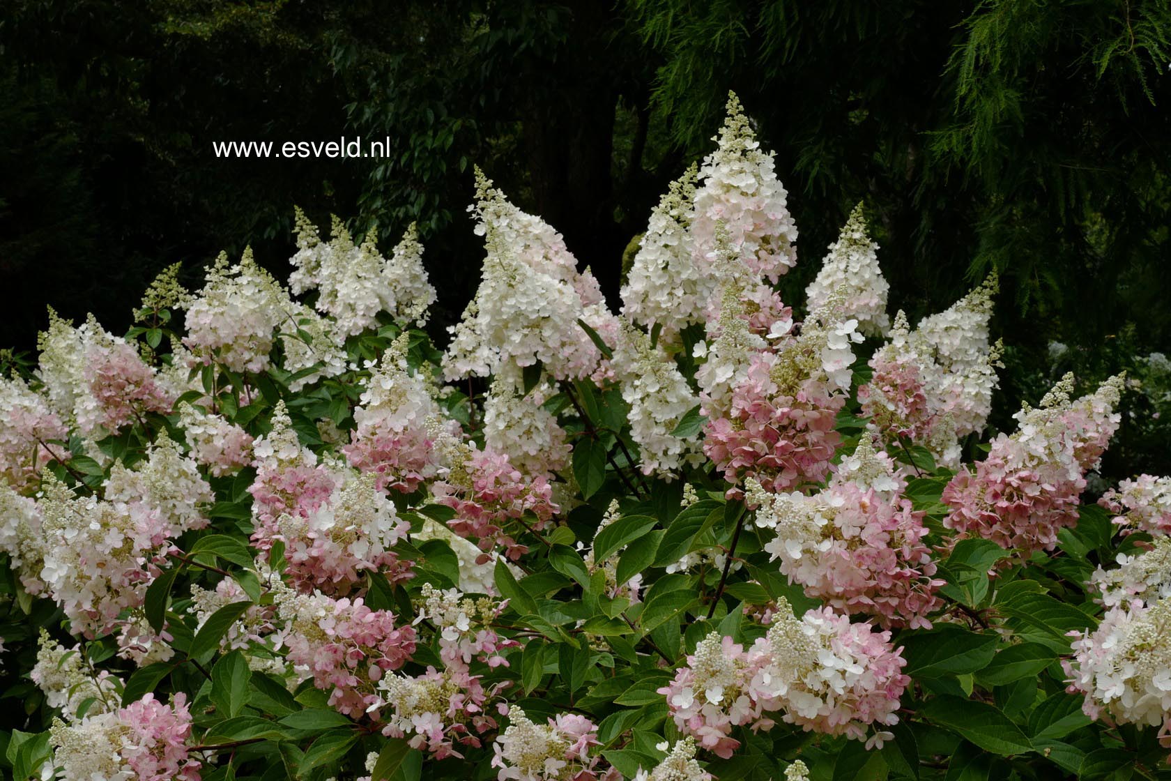 Hydrangea paniculata 'DVPinky' (PINKY WINKY)