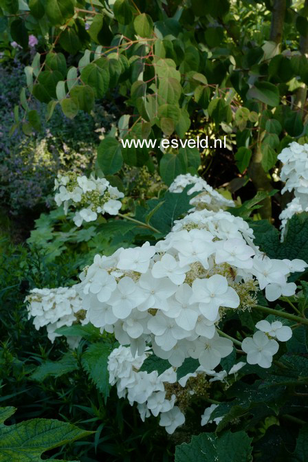 Hydrangea quercifolia 'Burgundy'