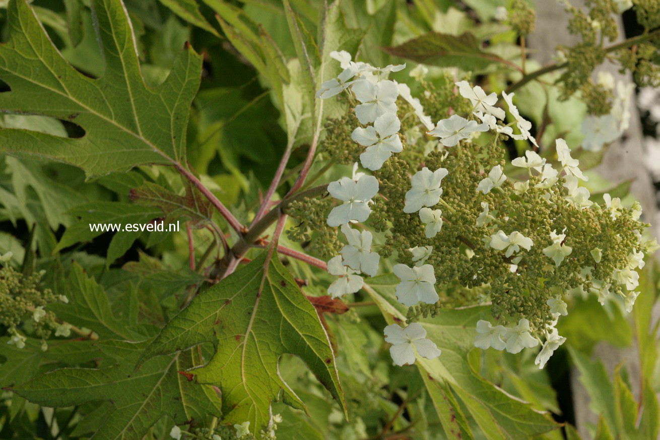 Hydrangea quercifolia 'Haopr010' (ICE CRYSTAL)