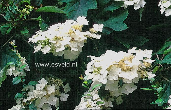 Hydrangea quercifolia 'John Wayne'
