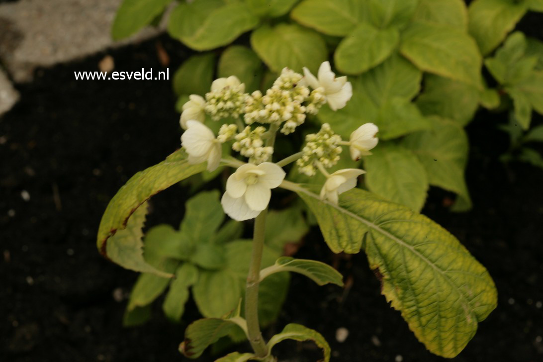Hydrangea scandens chinensis