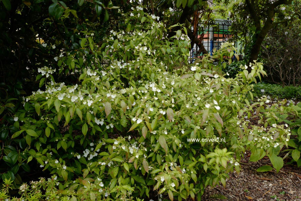 Hydrangea scandens