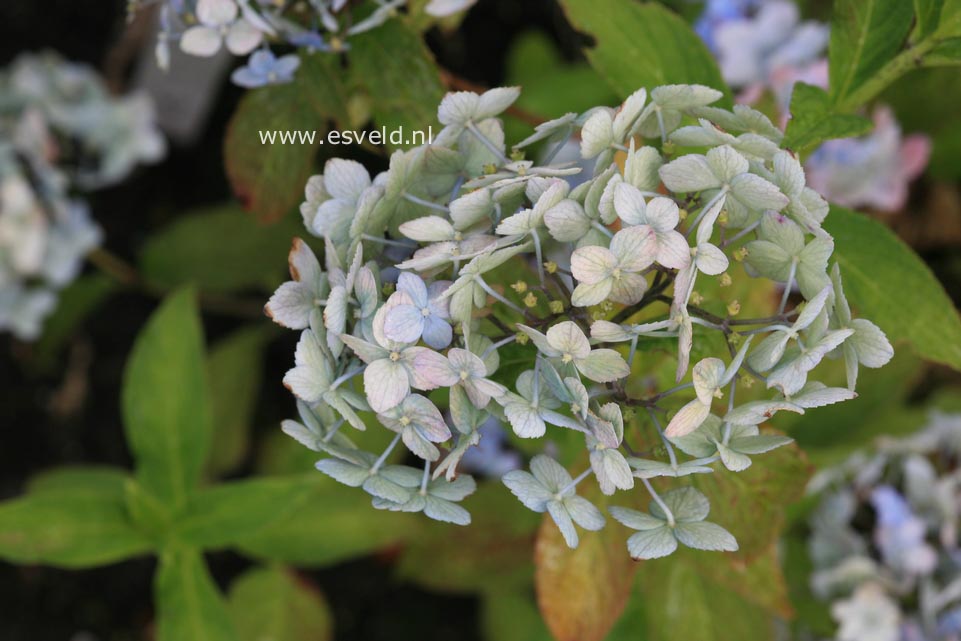 Hydrangea serrata 'Betu-ko-temari'
