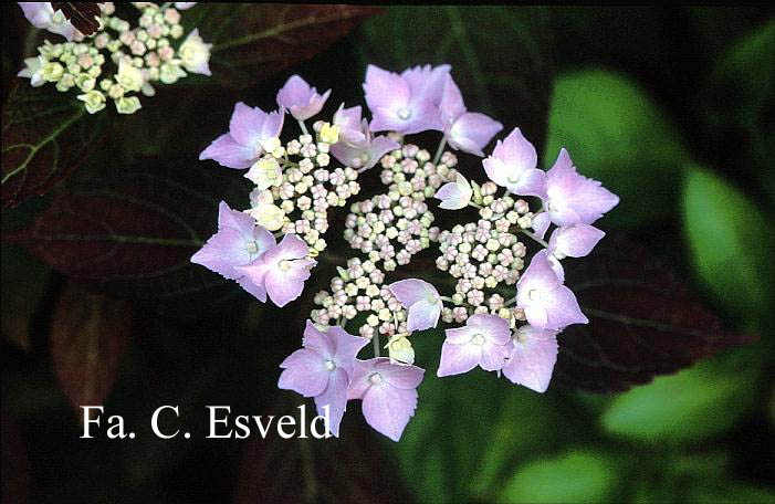 Hydrangea serrata 'Blue Billow'