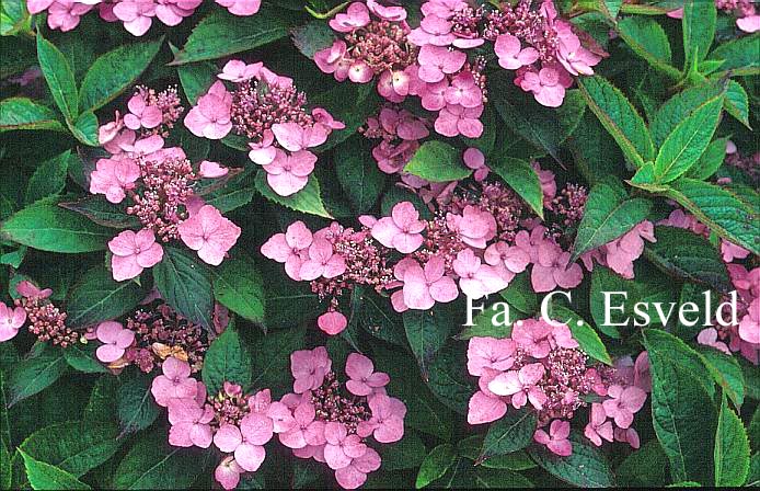 Hydrangea serrata 'Forget Me Not'