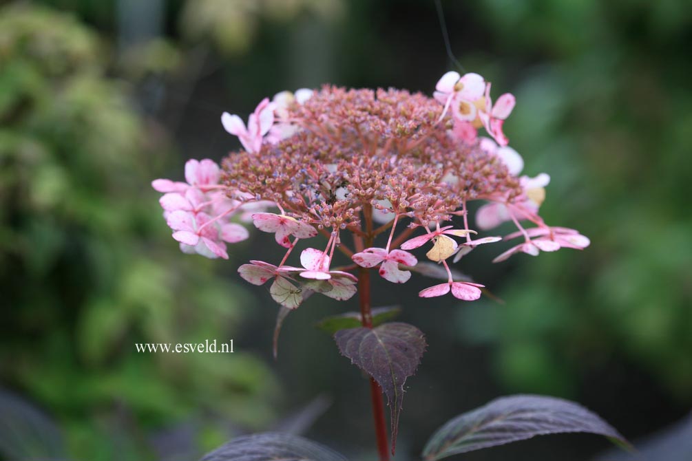 Hydrangea serrata 'Isusai-jaku'