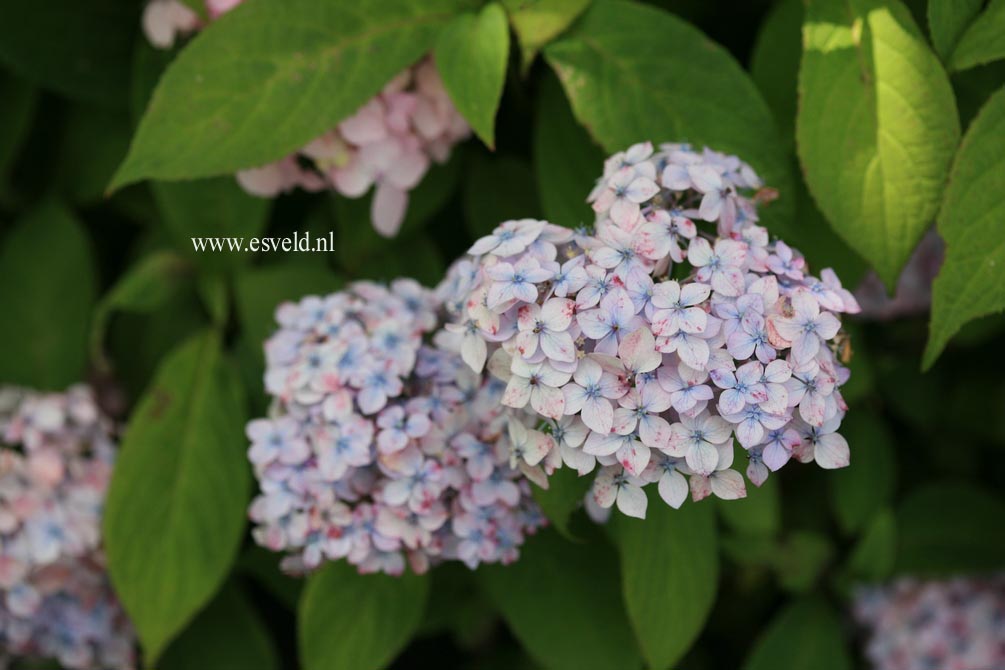 Hydrangea serrata 'Iyo-temari'